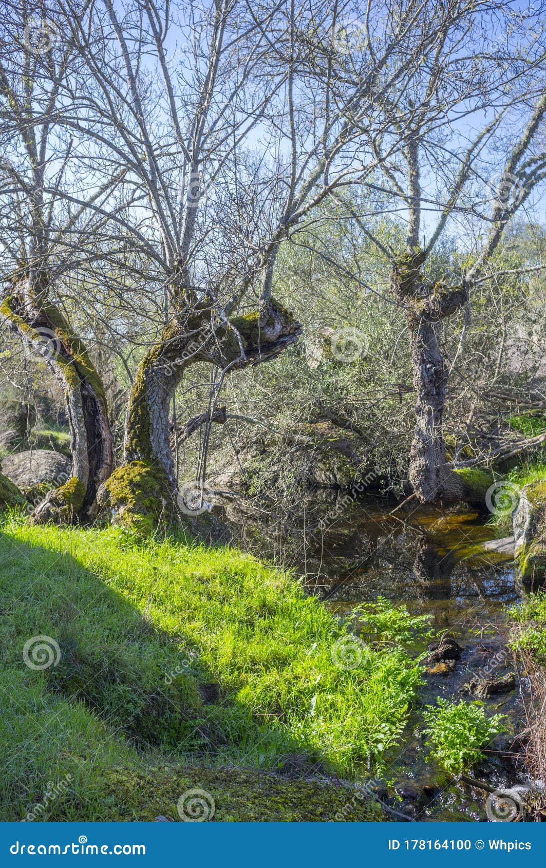 old trees at berrocal of rugidero, cornalvo natural park, extremadura, spain