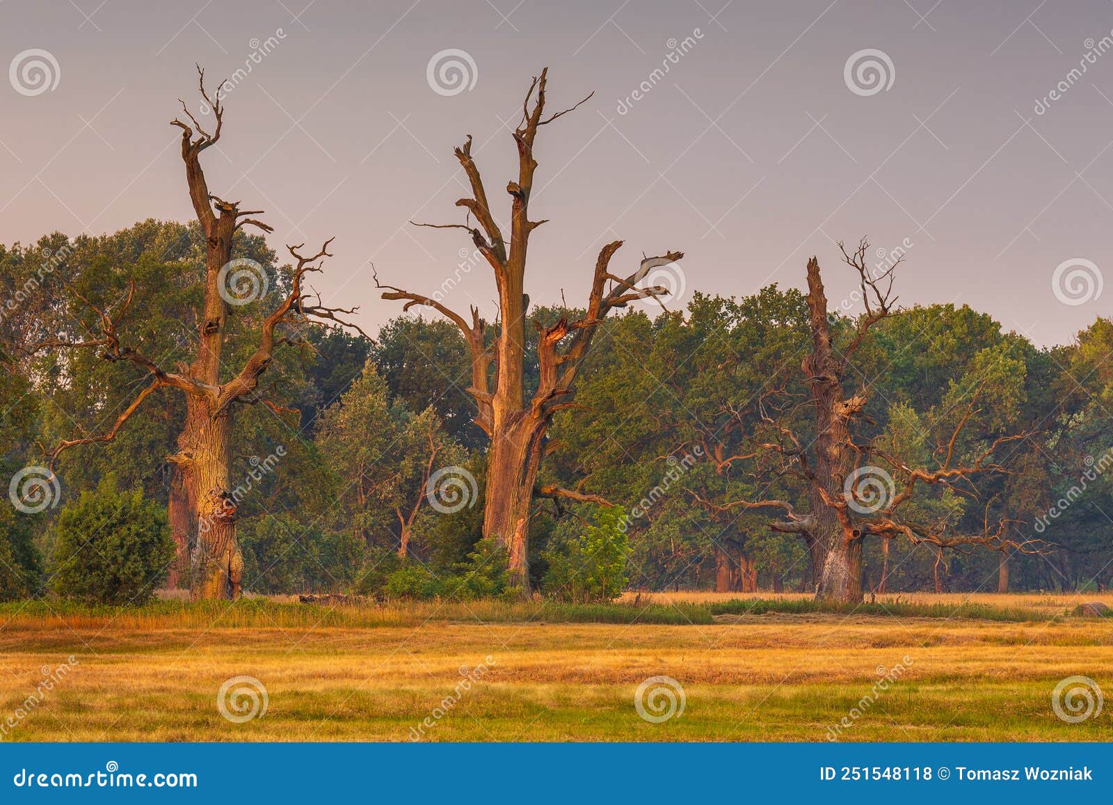 old trees in the morning in rogalin. poland