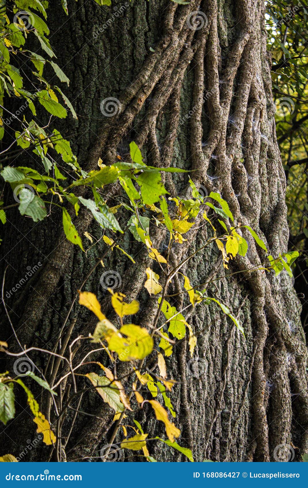 old trunk covered with roots in the woods