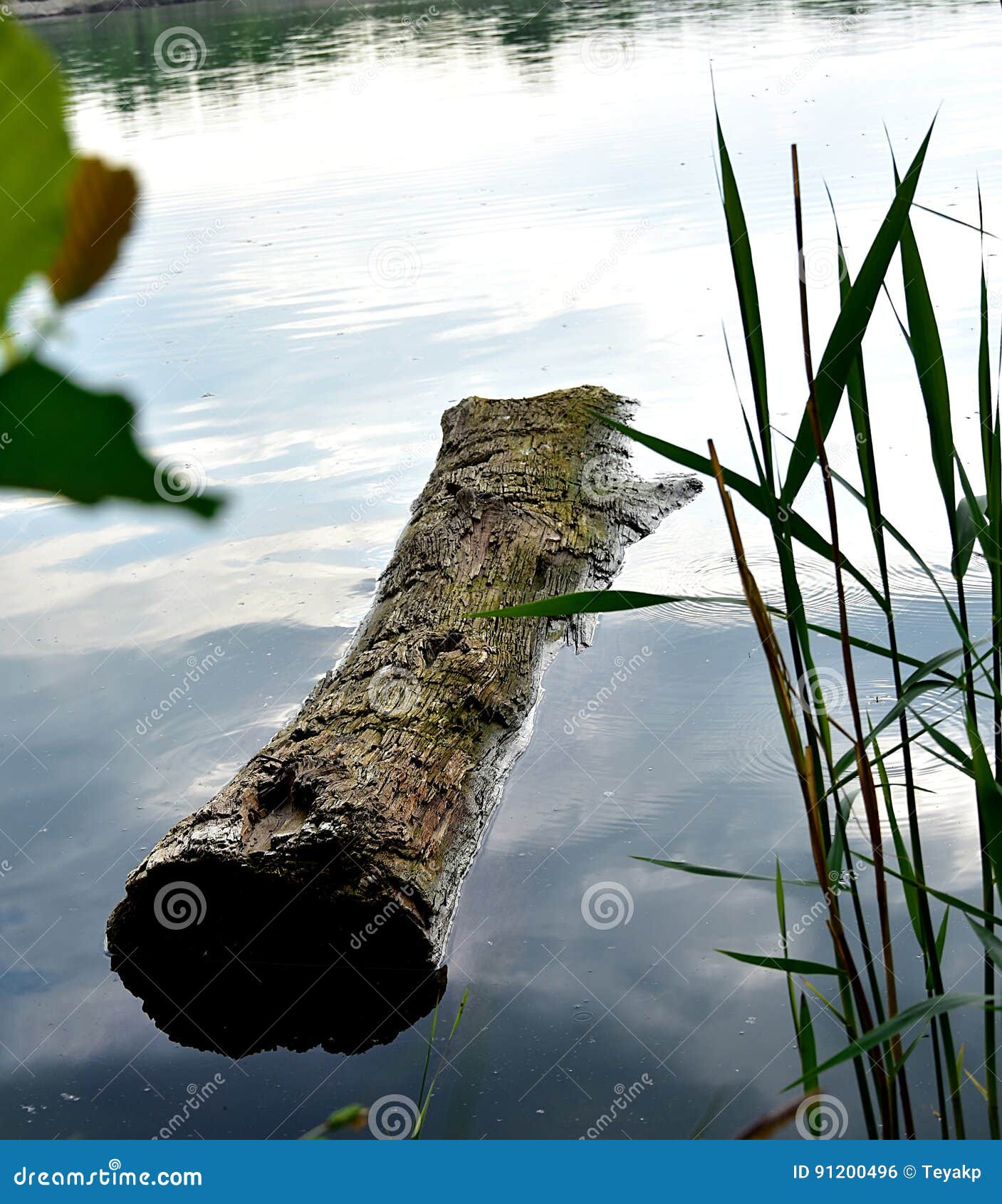 Old trunk in water stock photo. Image of beautiful, lakes 91200496