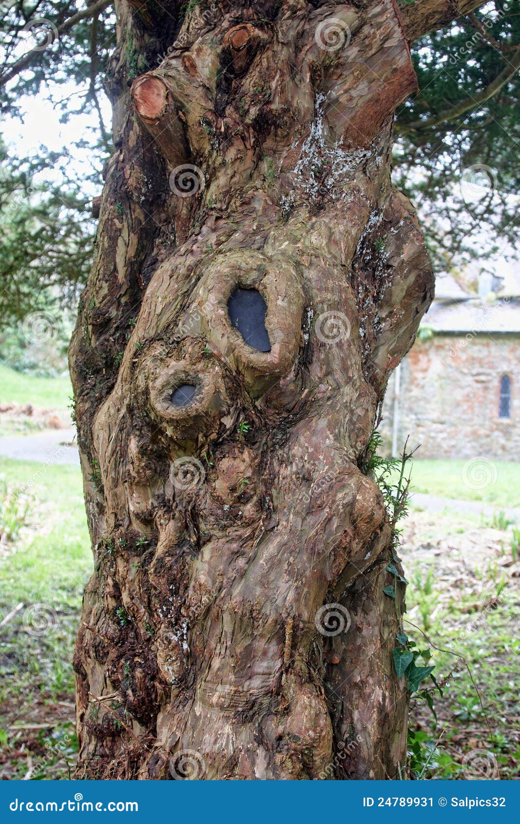 twisted tree trunk