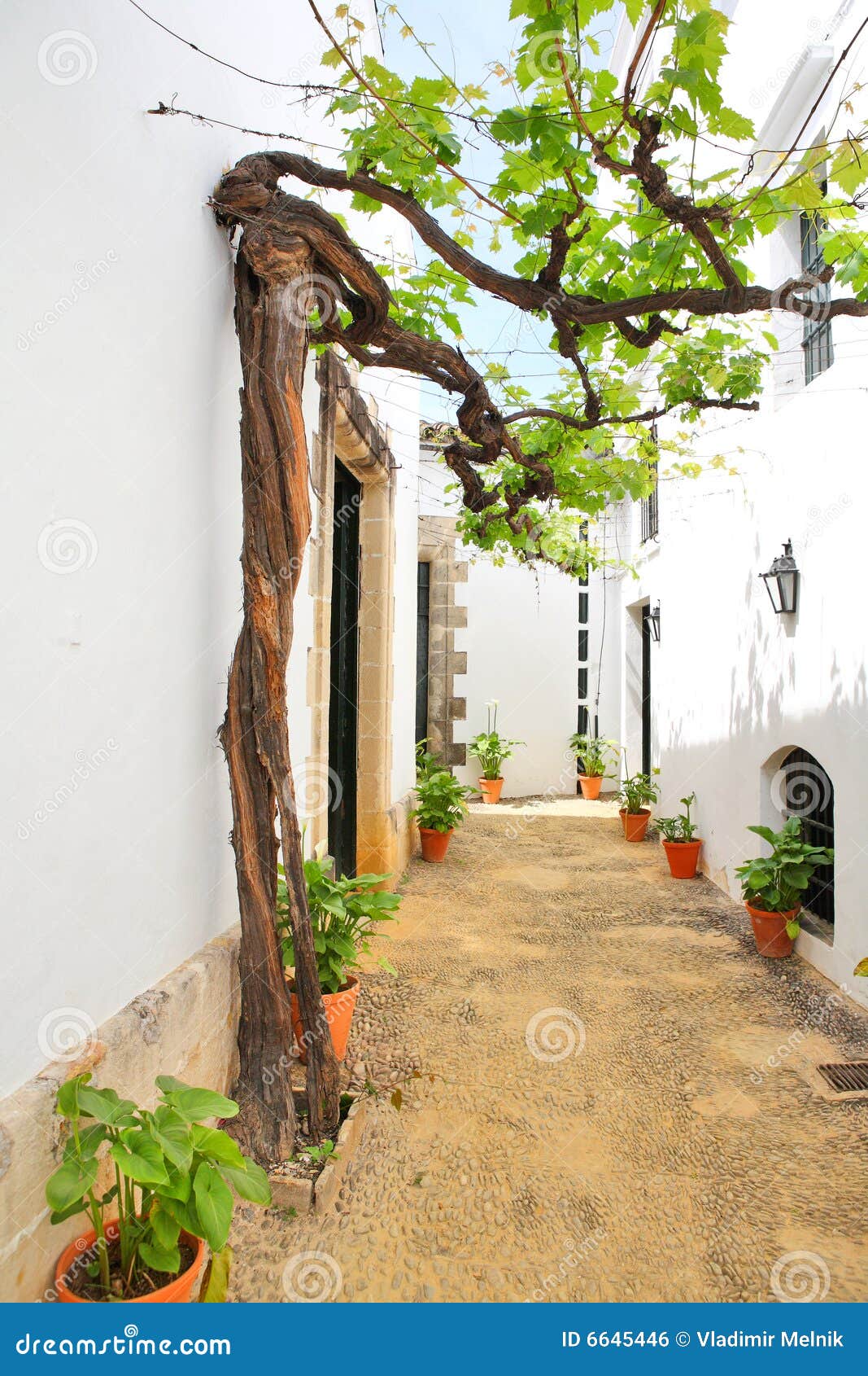 old vine in the narrow street