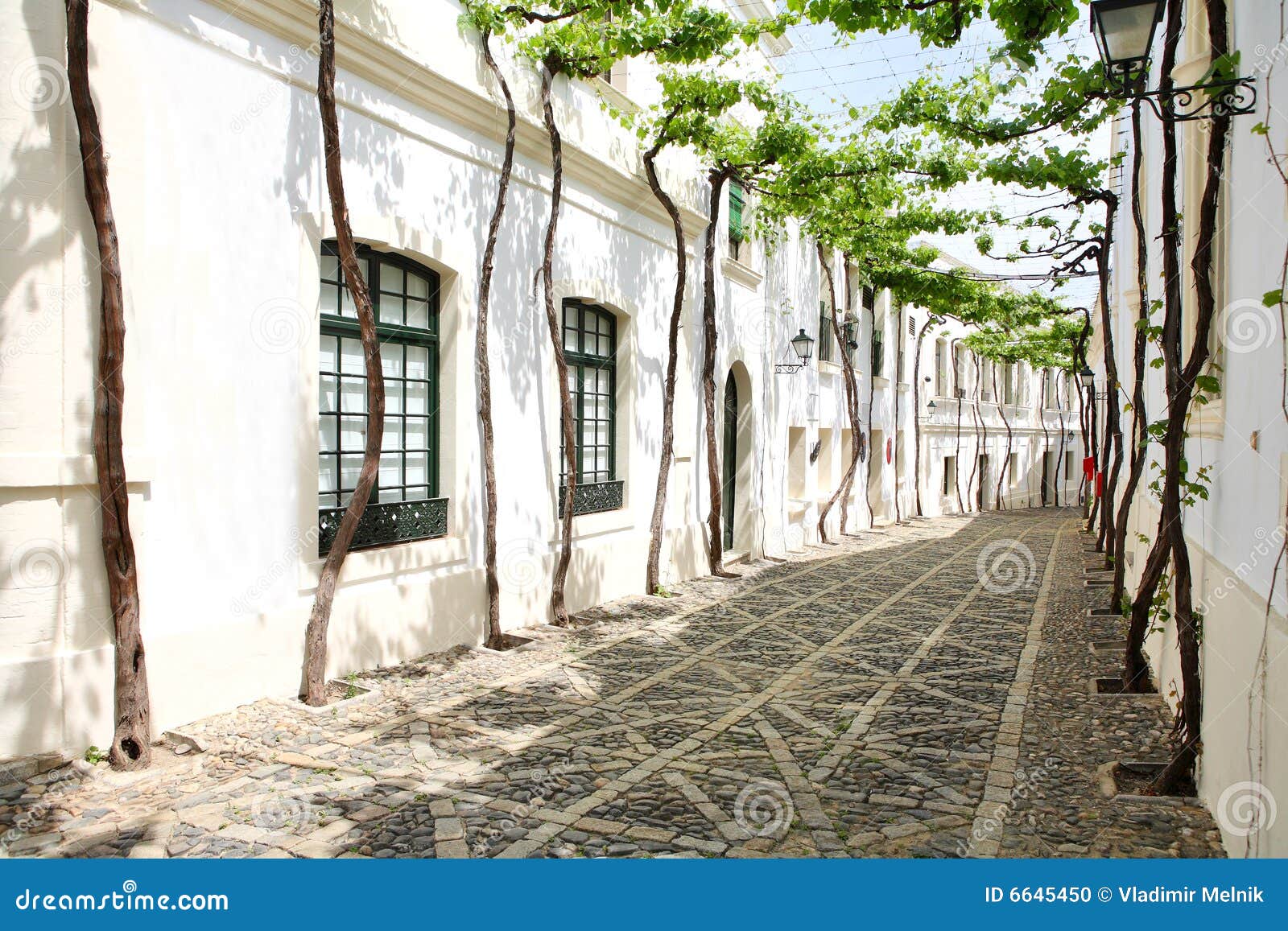 old vine in the narrow street