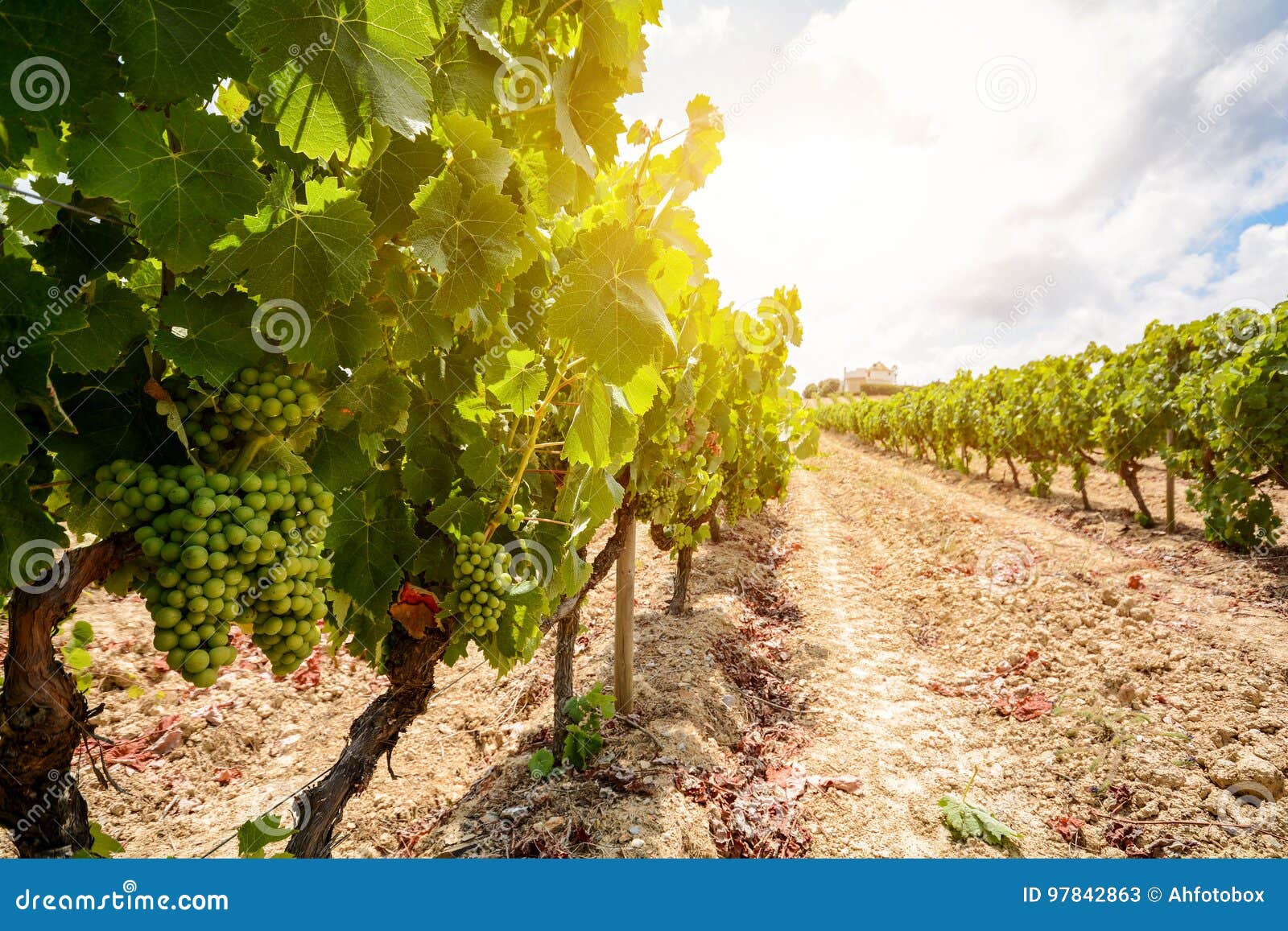 old vineyards with red wine grapes in the alentejo wine region near evora, portugal