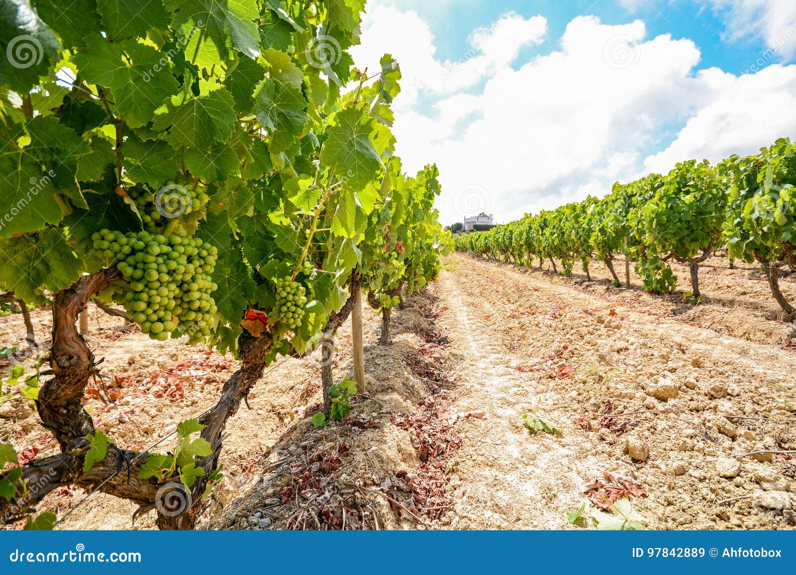 old vineyards with red wine grapes in the alentejo wine region near evora, portugal