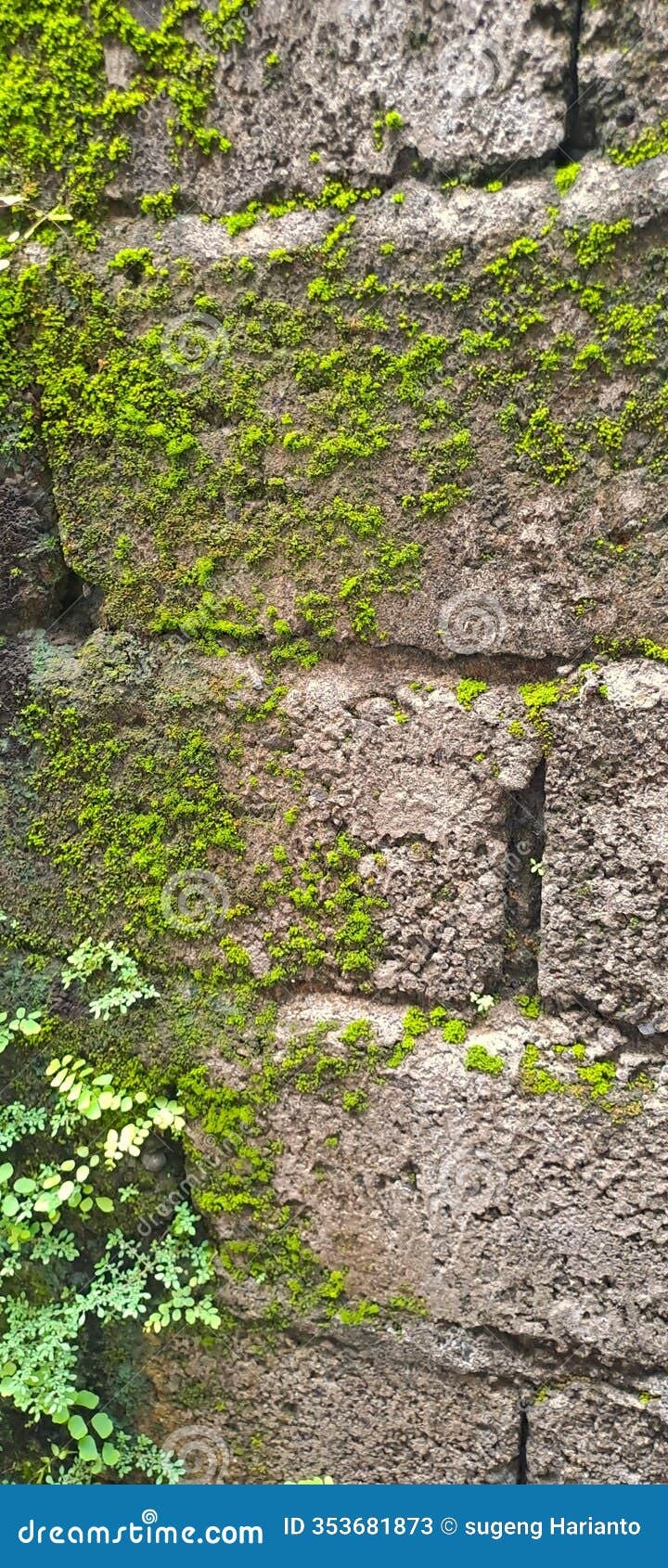 old wall that is no longer maintained