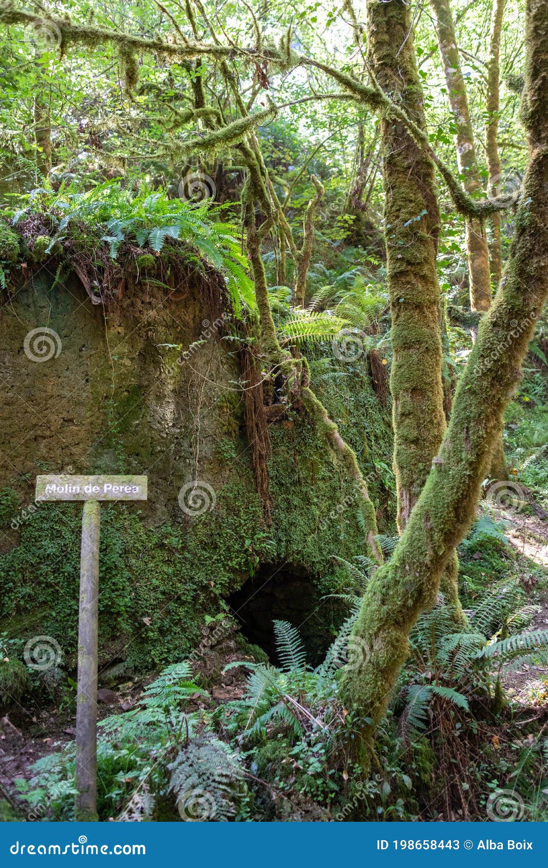 old water mill in the middle of the forest covered by green vegetation and ferns. vertical picture, no people. profundu river,