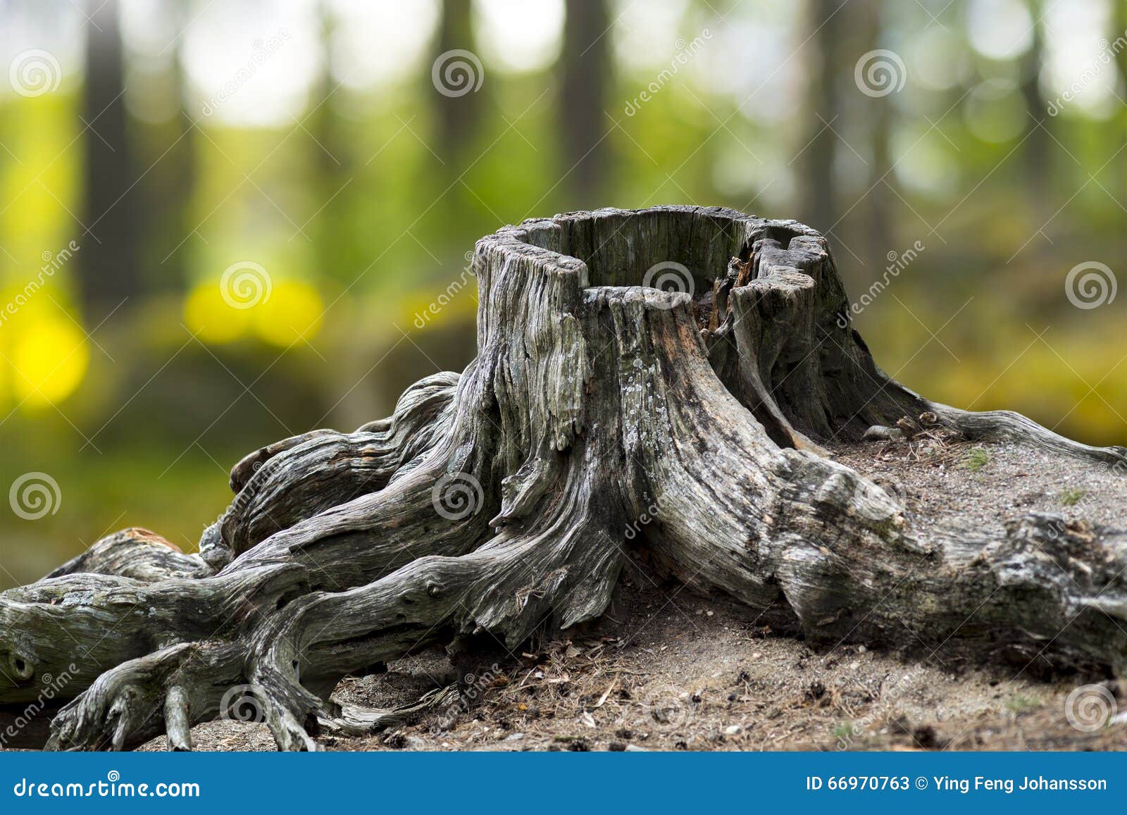 old weathered tree stump