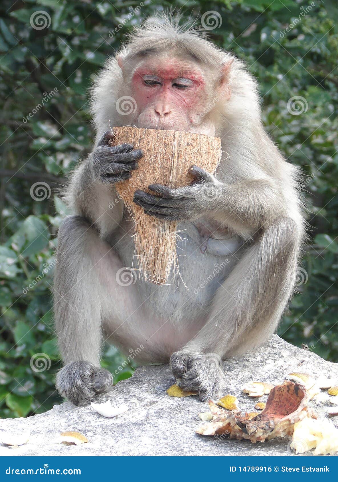 Old White Haired Female Rhesus Monkey Stock Photo Image Of Wild