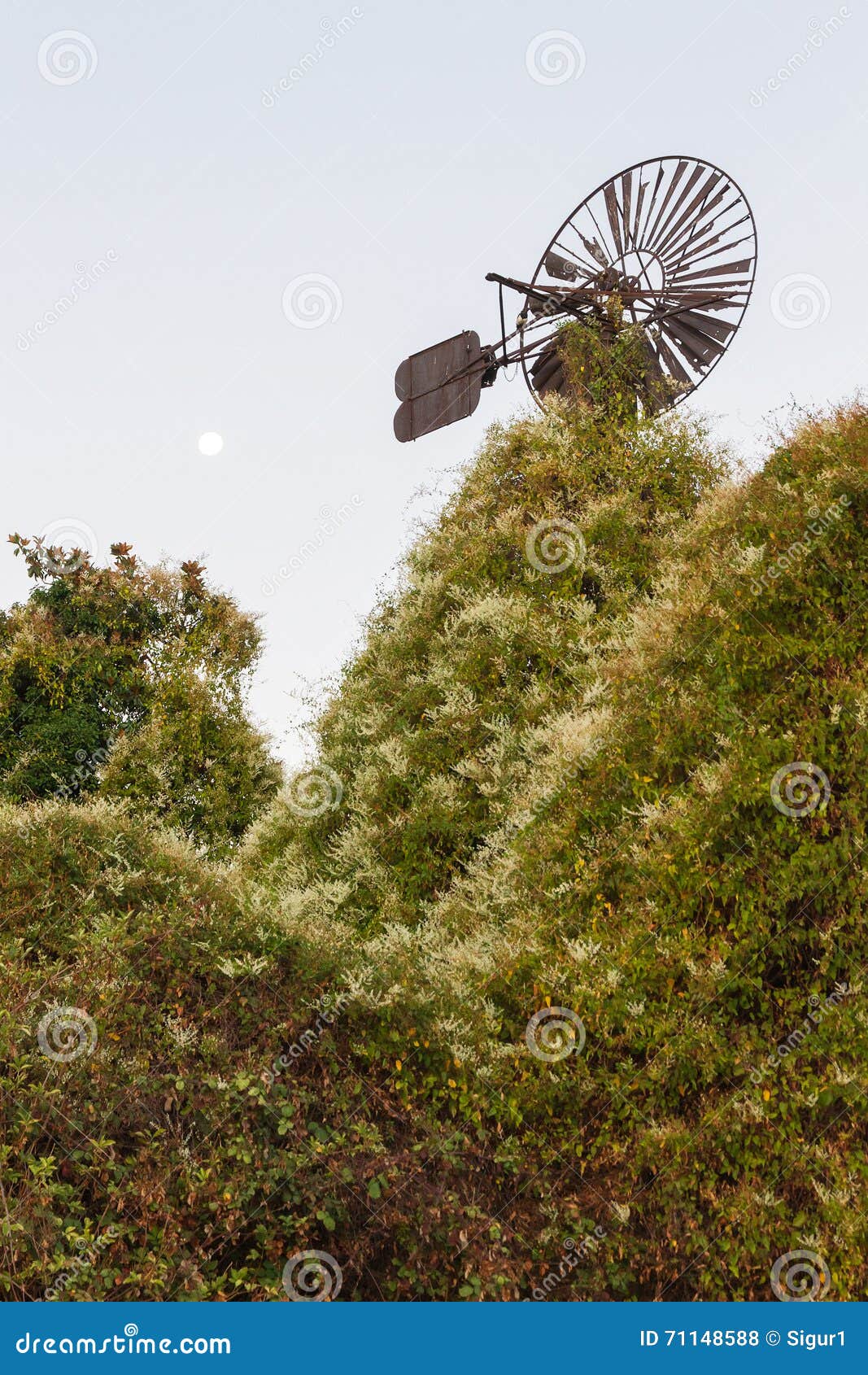 old windmill eaten by vegetacion