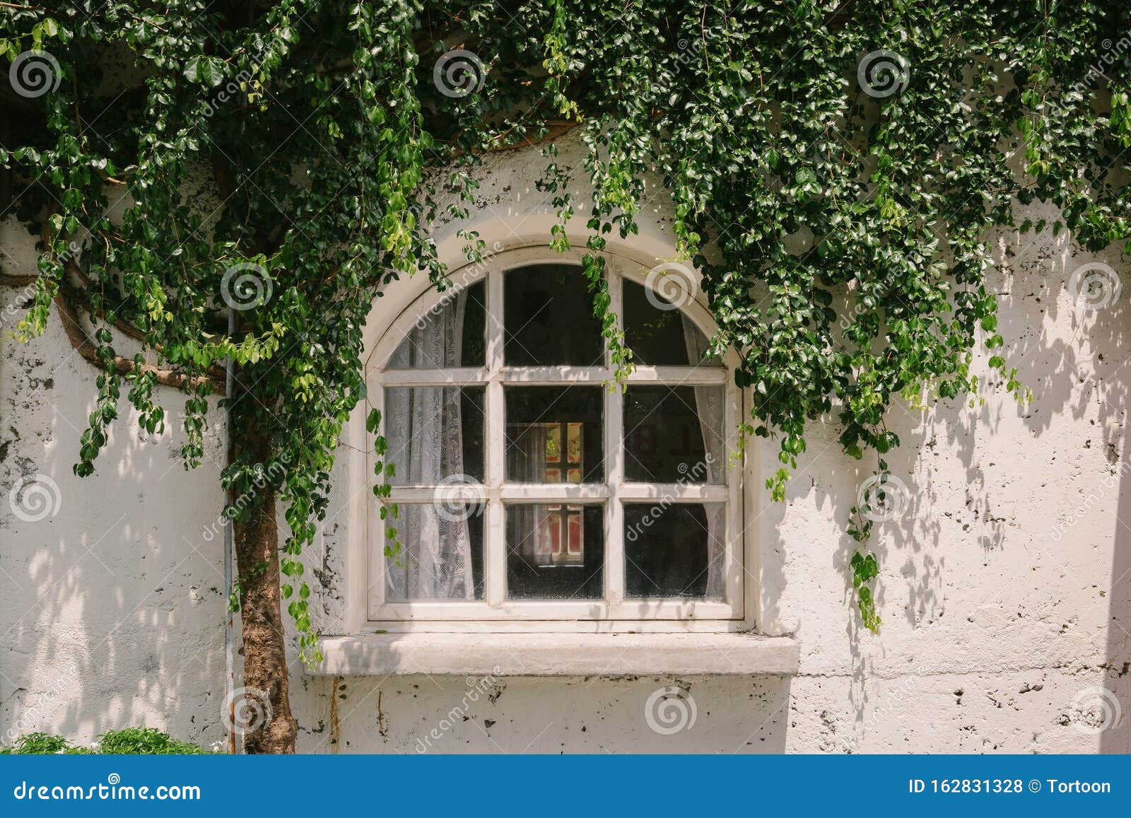 6x4ft Abandoned House Backdrops for Pictures Old Cement Wall Vintage Windows Green Plant Photography Background Portrait Shooting Video Display TV Film Production Vinyl Photo Studio Drapes 