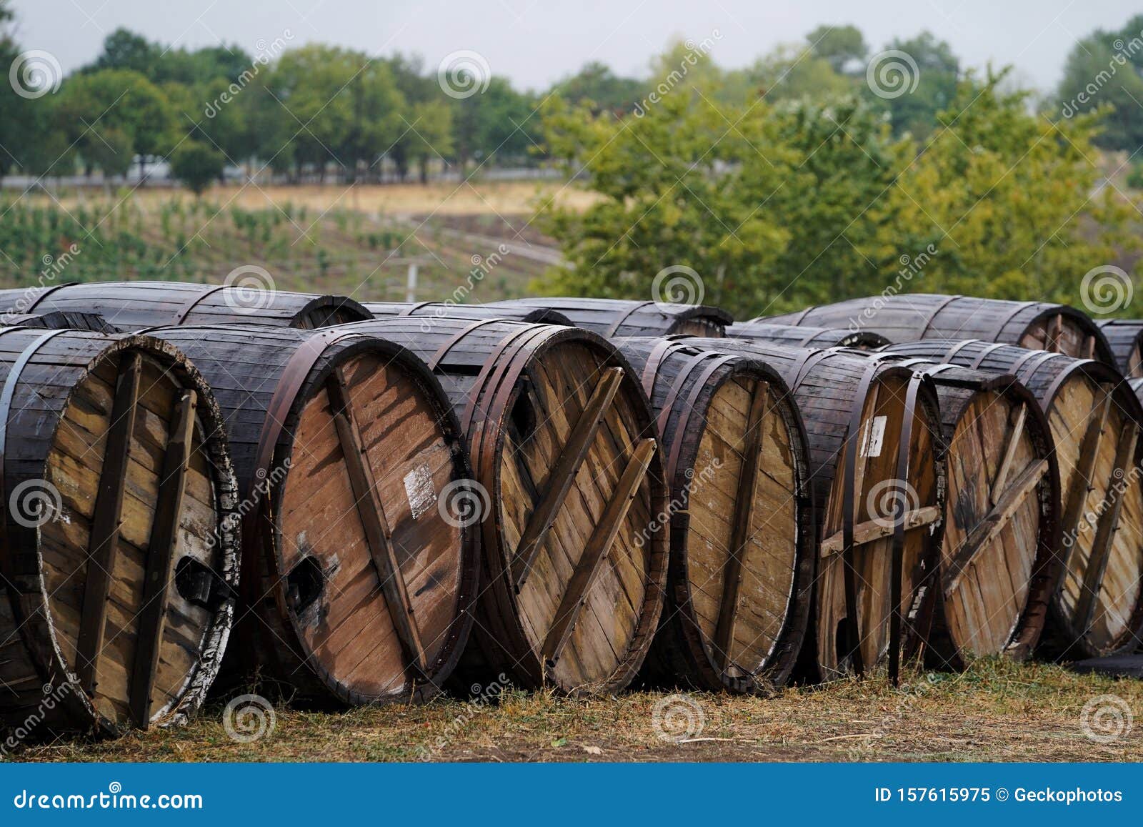 Old Wine Barrels in Vineyard, Closeup. Winery, Winemaking Stock Image Image of theme, cellar
