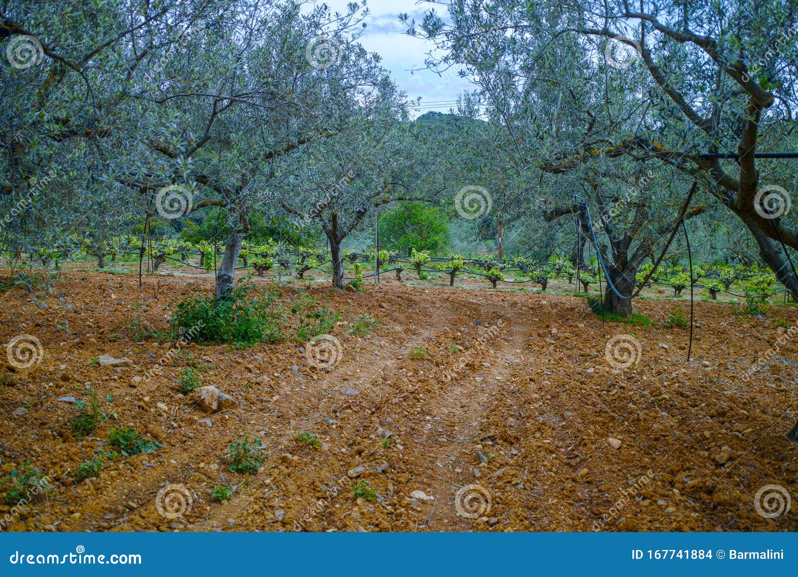 Old Wine Grape Plants in Rows in Vineyard and Olive Tree Grove in