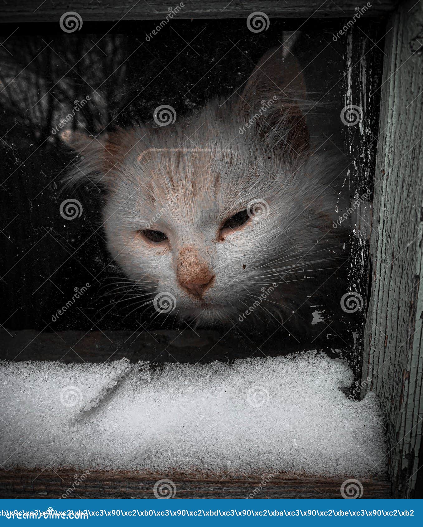 Old wise sad cat stock image. Image of window, pensive - 170077939 Old wise sad cat stock image. Image of window, pensive - 170077939