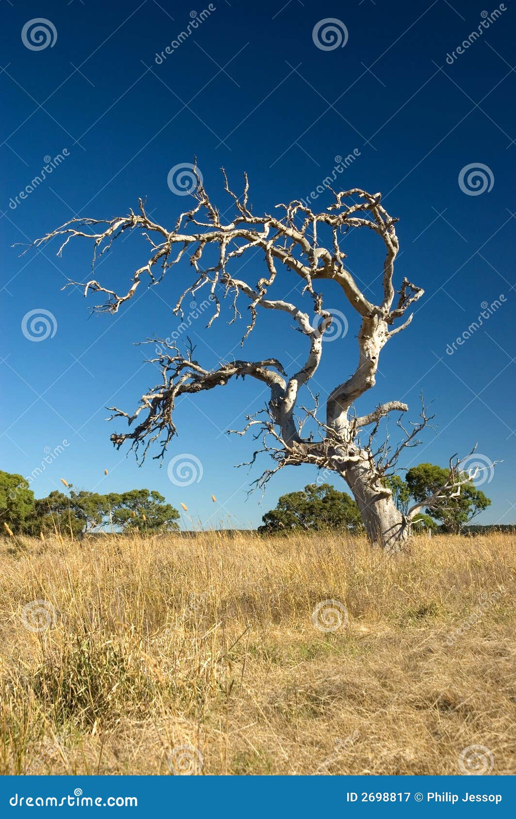 old withered tree