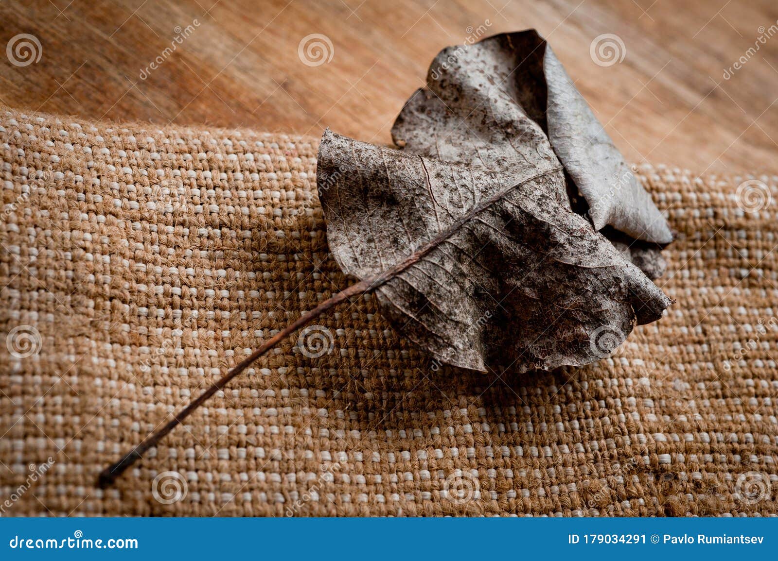 an old, withered twisted leaf from a tree, photographed on a cracked wooden surface. izes the old and the frailty of