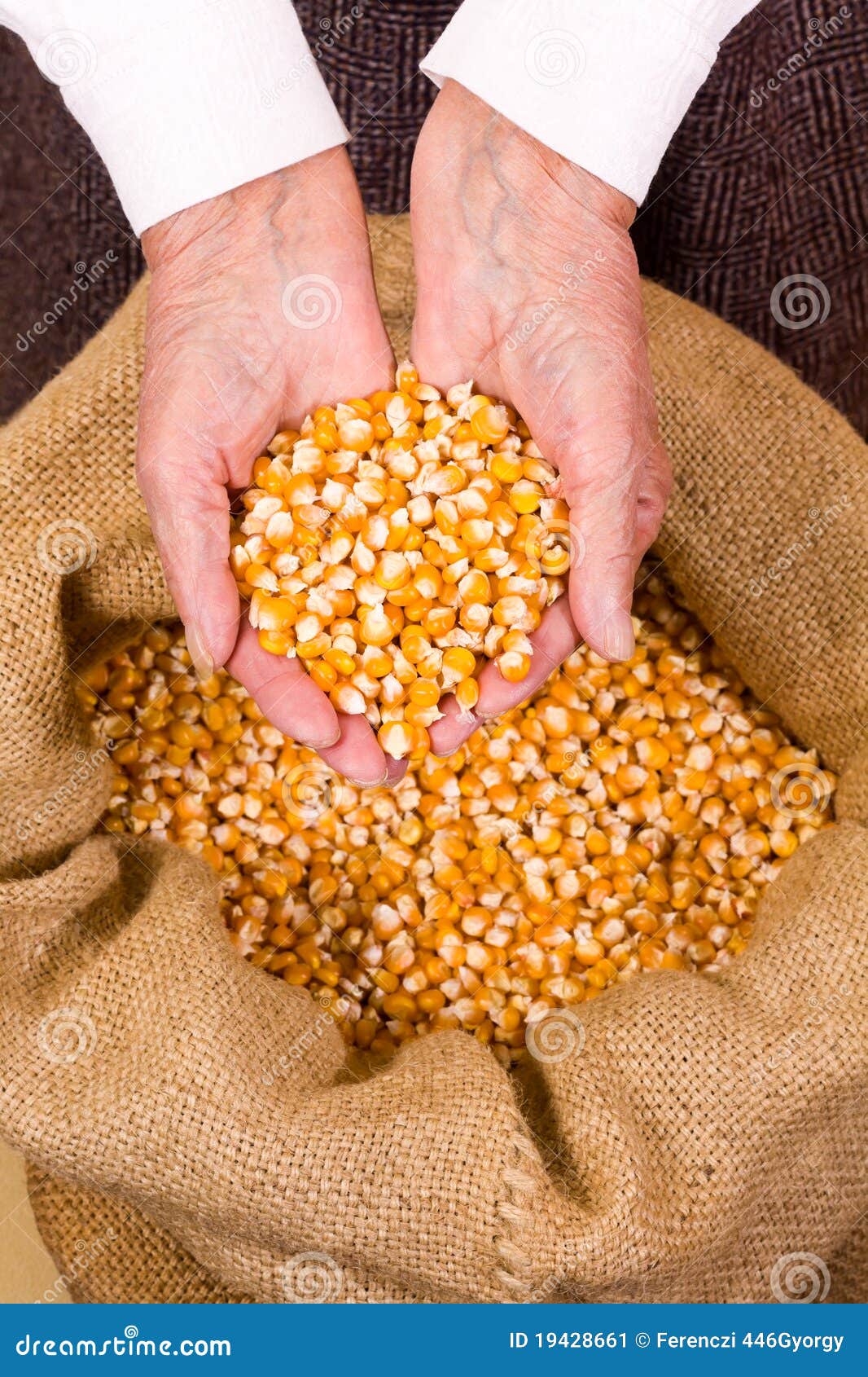 Old woman holding corn stock image. Image of plant, food 