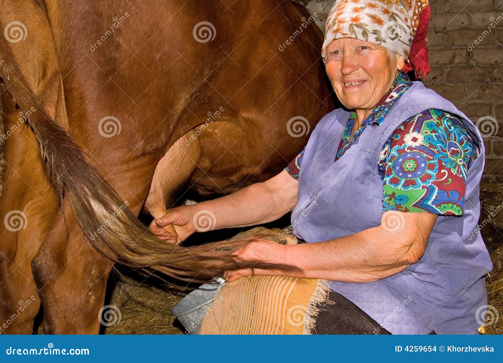 old woman milk a cow