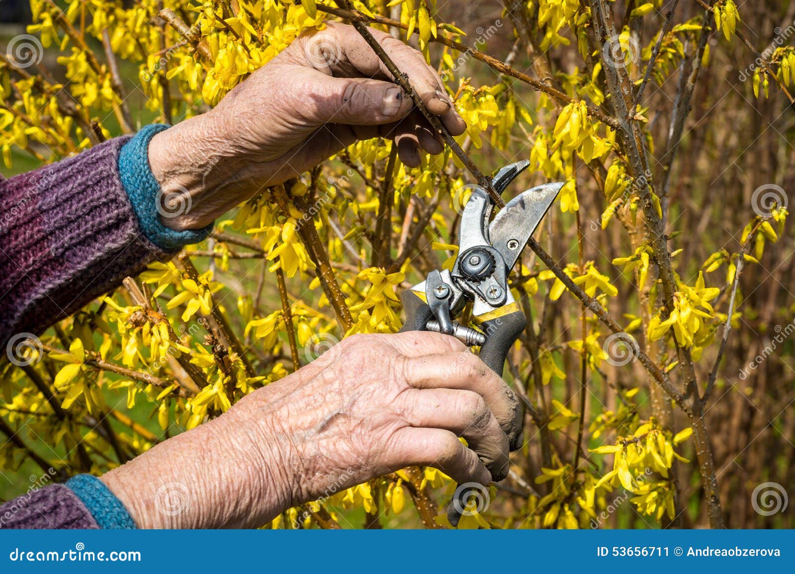 old woman using garden pruner, spring background