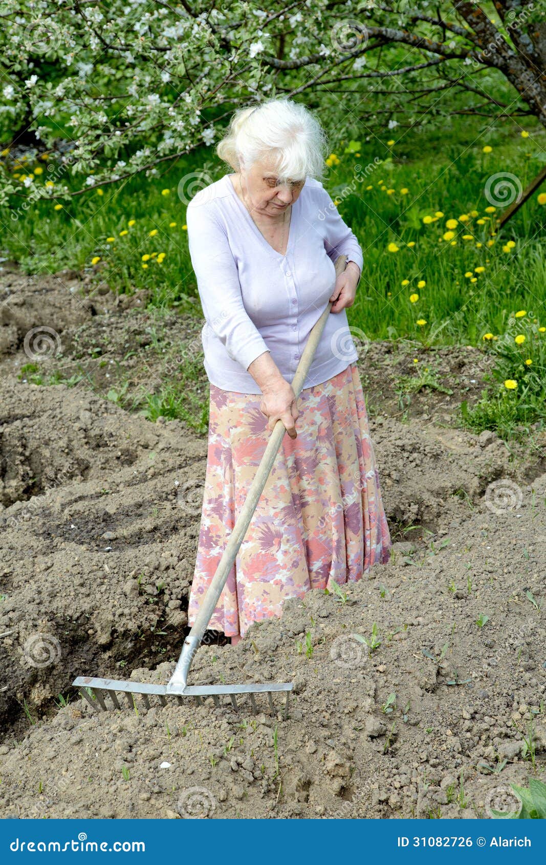 The Old Woman Works In A Blossoming Garden Stock Photo - Image of
