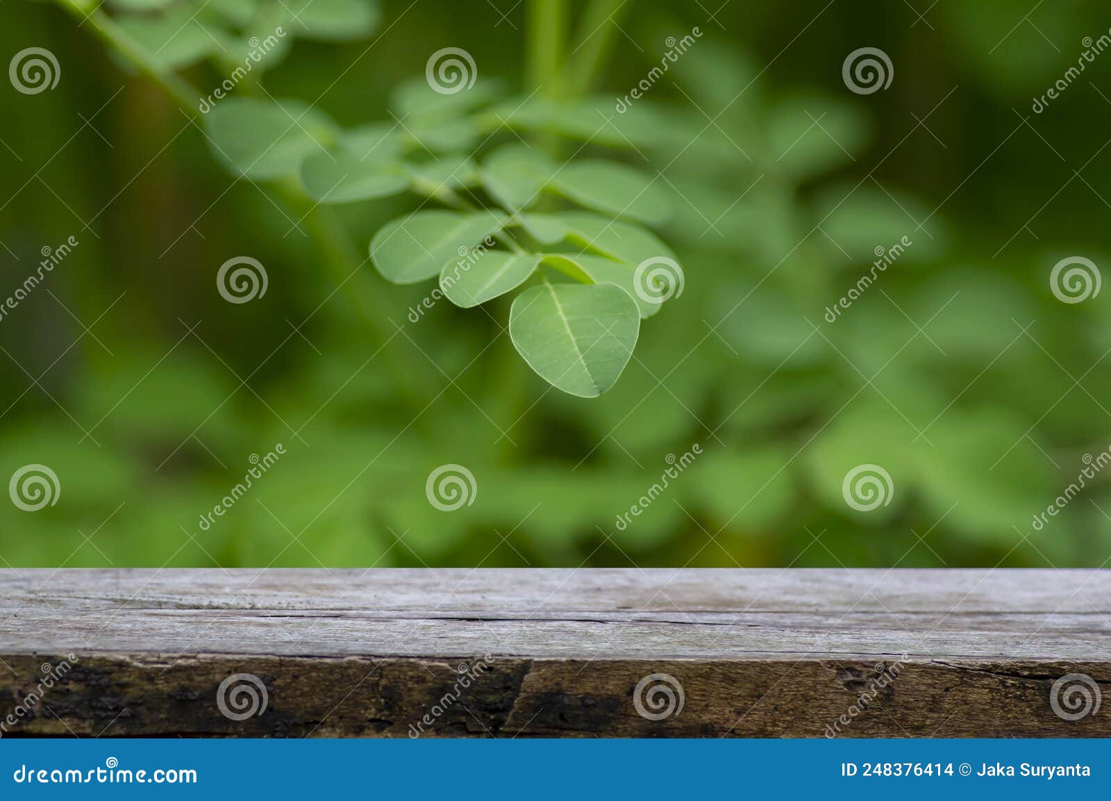 old wood empty table for product display in front of green moringa drumstick tree moringa oleifera leaves