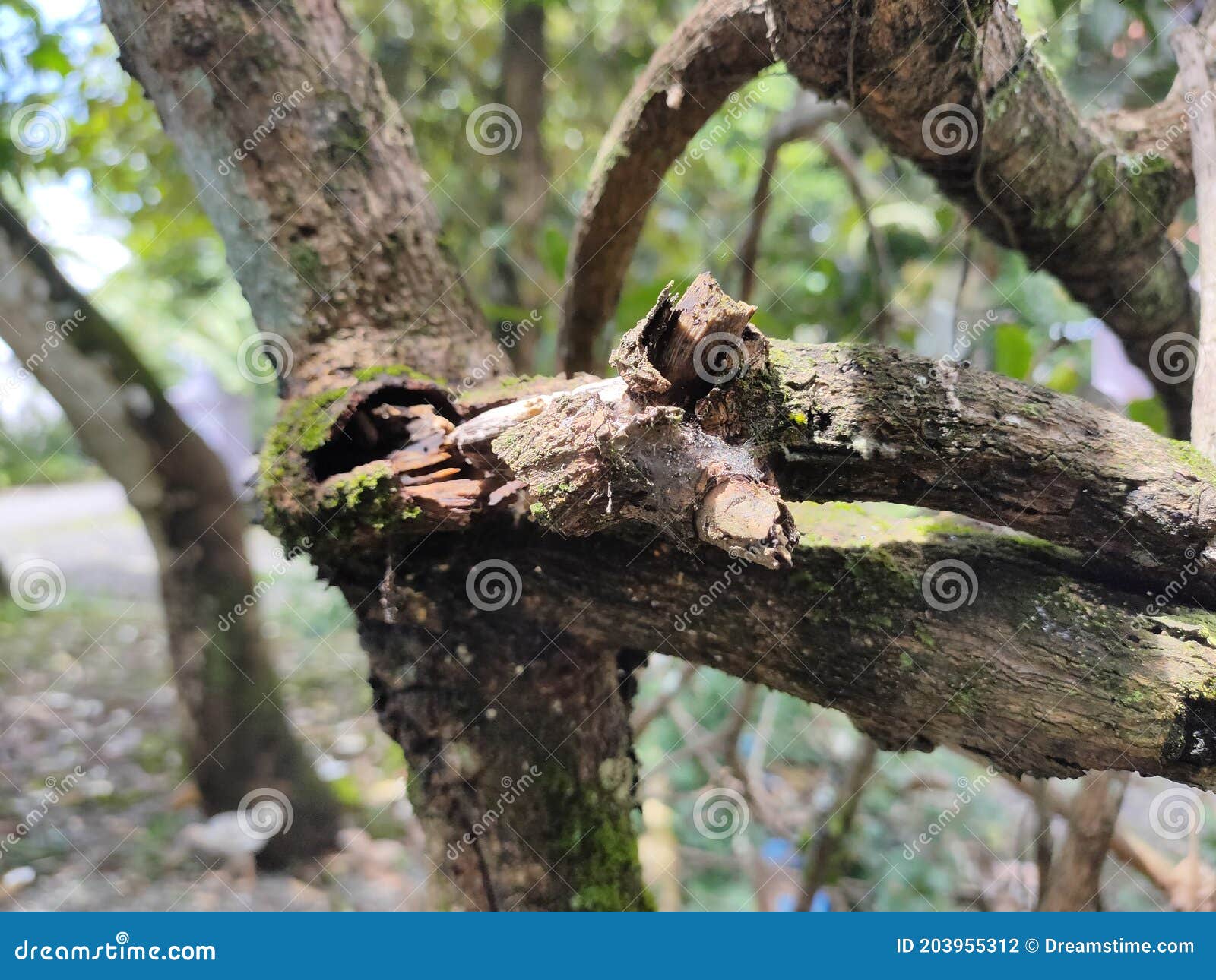 an old wood twig looks broken in the garden