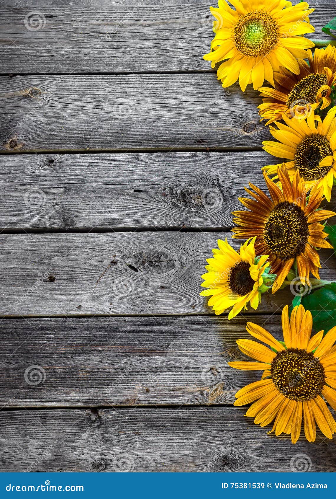 Old Wooden Background with Sunflowers. Stock Image Image of sunflowers, empty 75381539