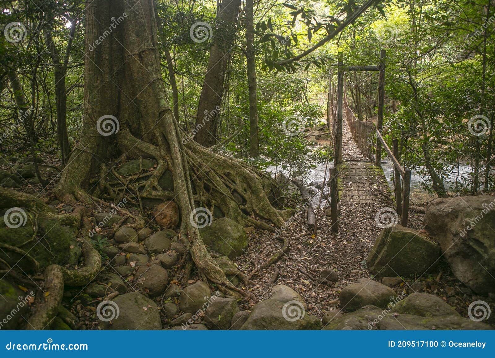 the old wooden bridge in costa rica