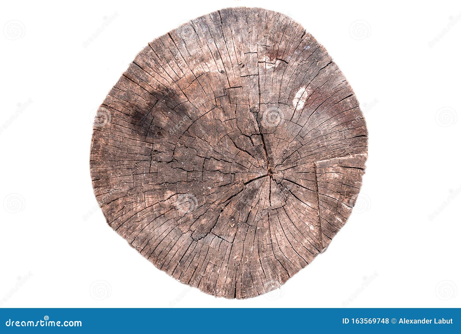 Tough Trees and Growth Rings | Brooks Mendell