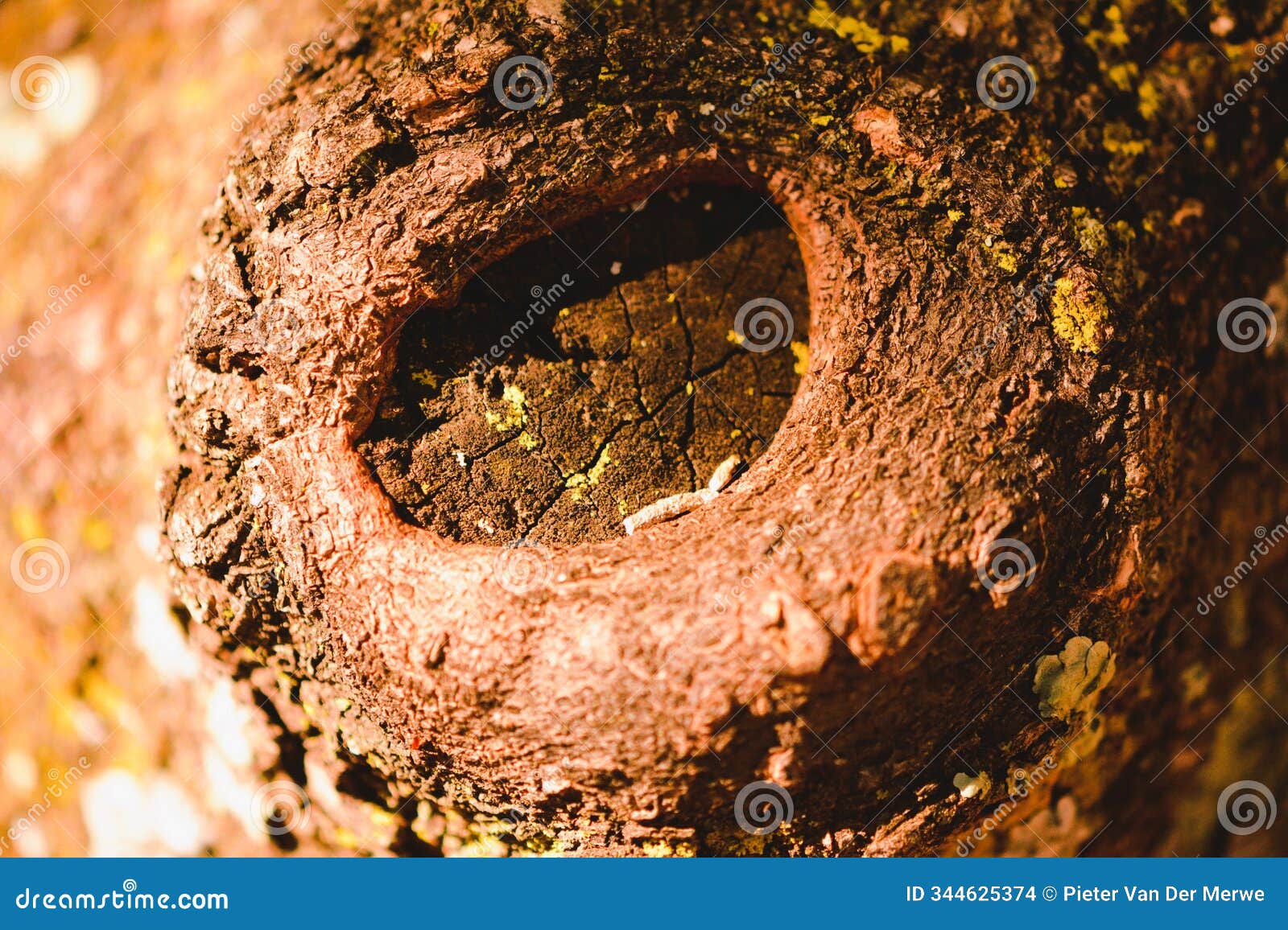 old wounded on a tree where a branch was removed.