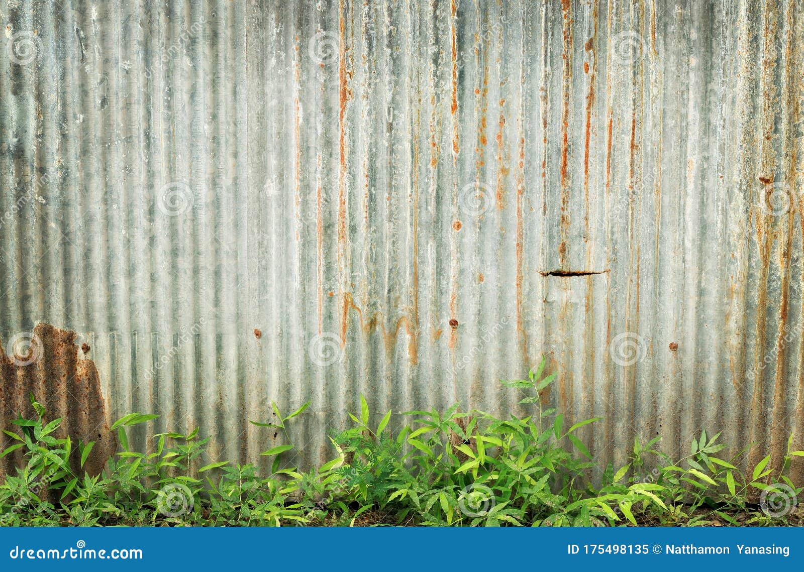 Old Zinc Wall Texture Background and Green Grass, Rusty on Galvanized ...