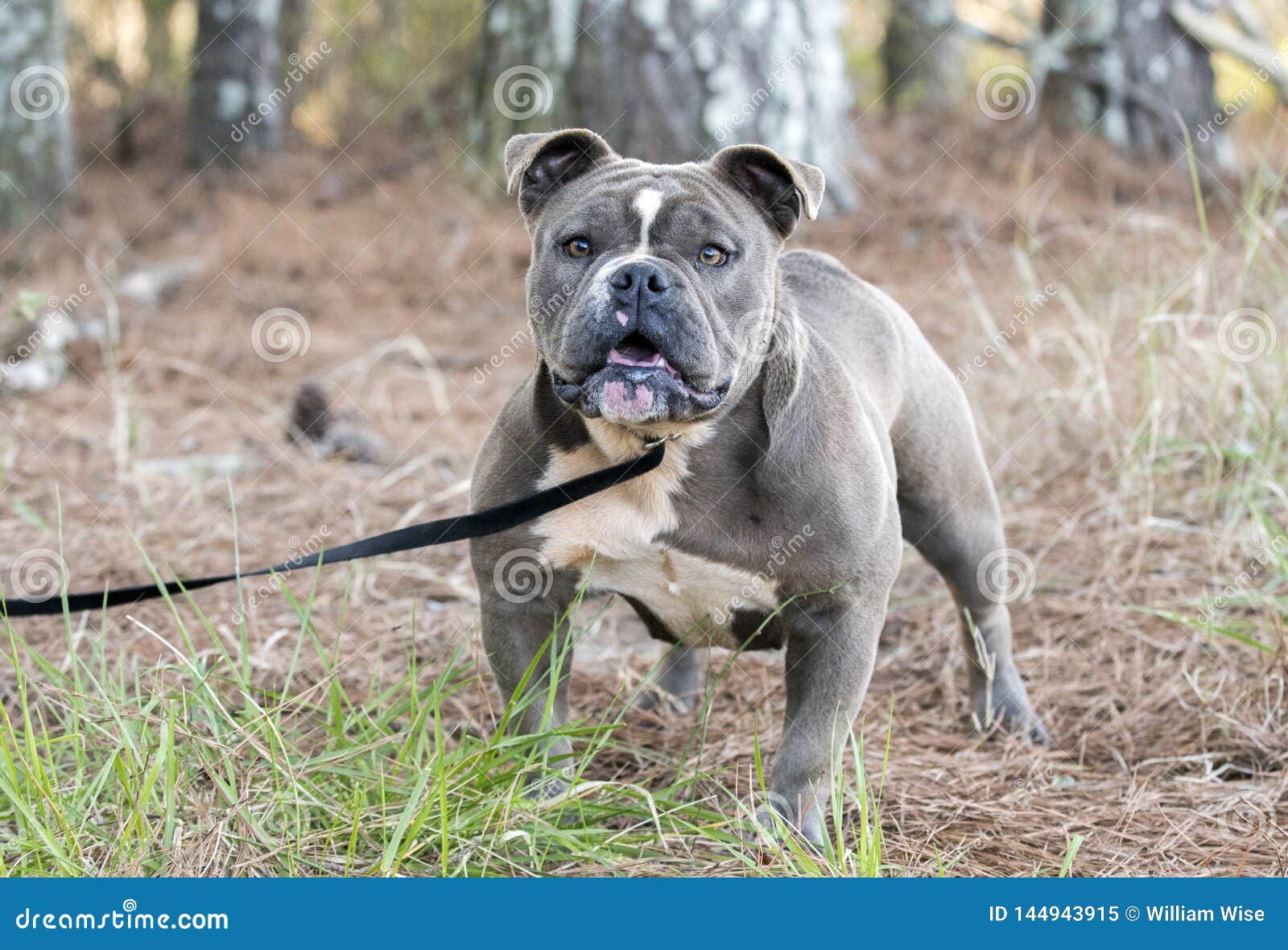 Cute Grey Blue Grey English Bulldog Puppies