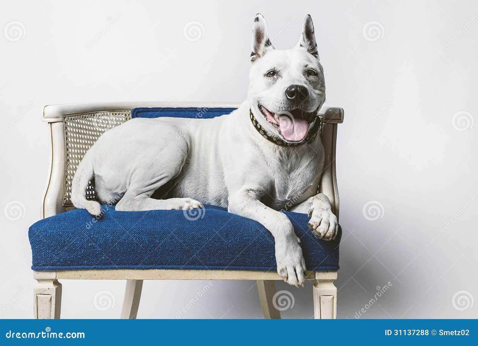 Older Dog in Chair stock photo. Image of lovable, canine 31137288