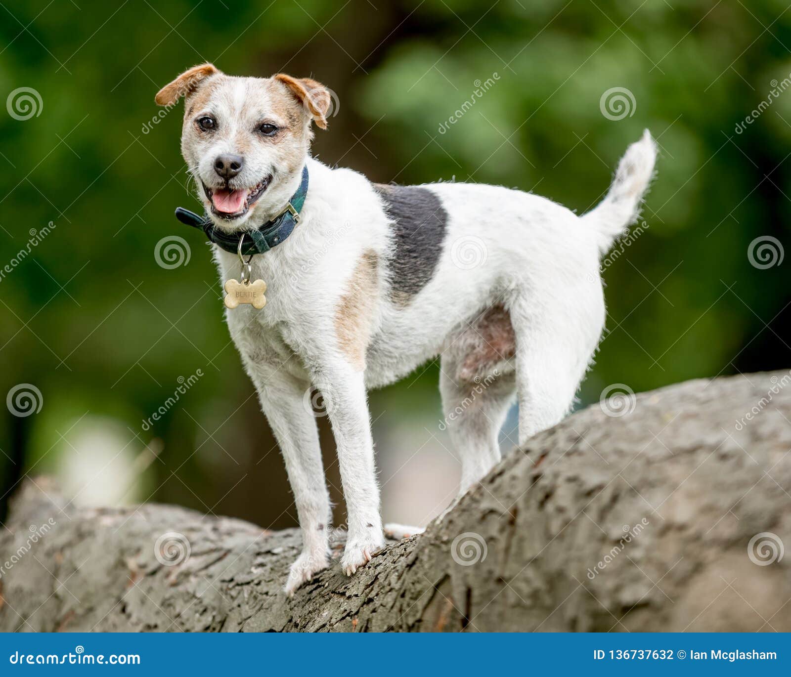 large jack russell terrier