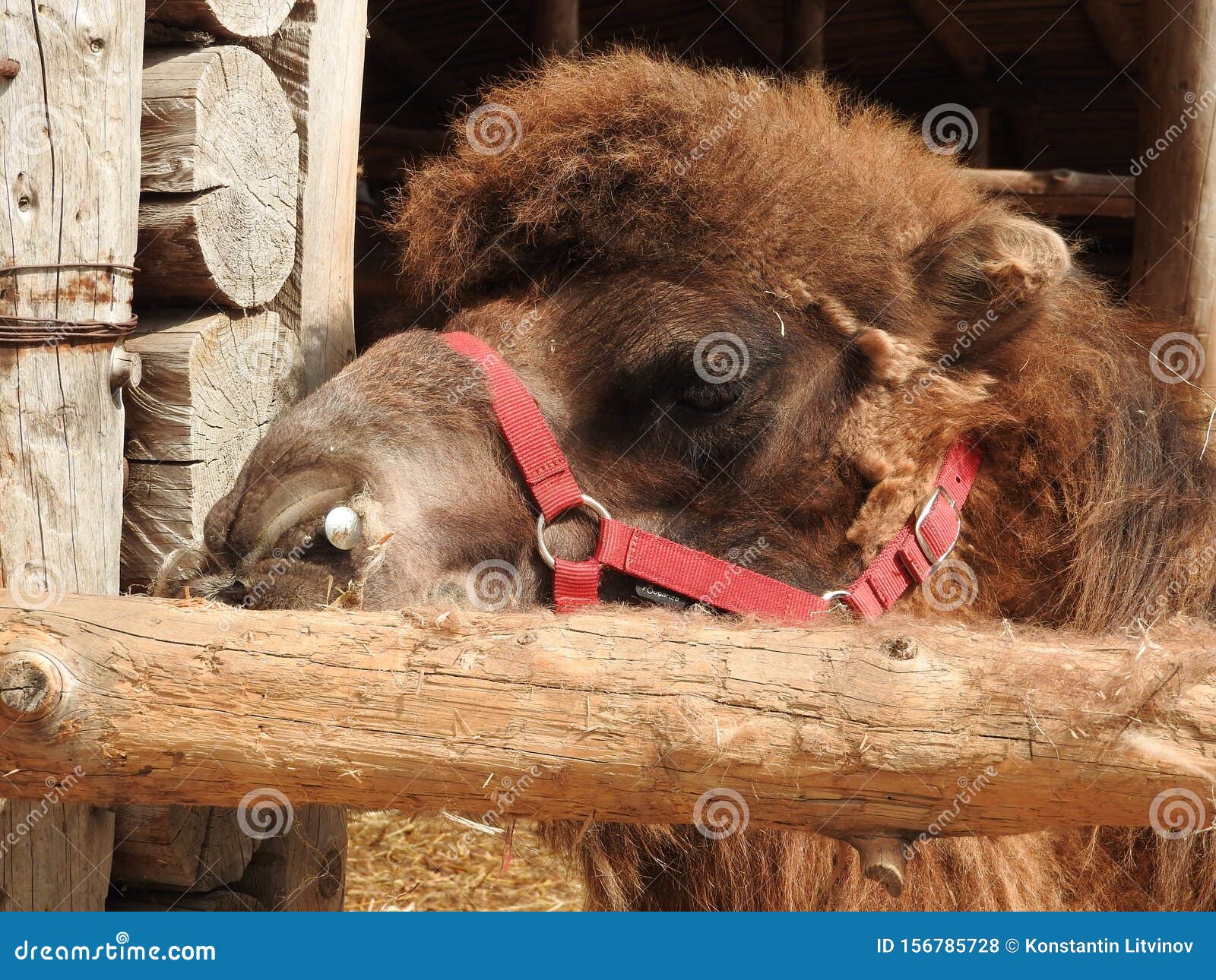 Older Male Camel Laying Head Down On The Gravel Floor Of His