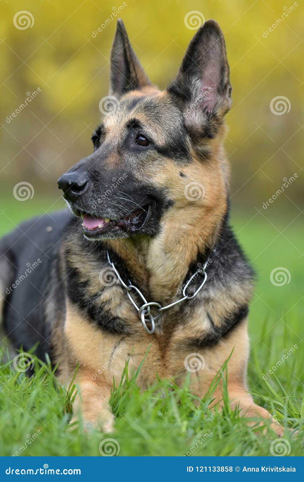 The Oldest German Shepherd Lies Stock Photo Image of beautiful, fresh