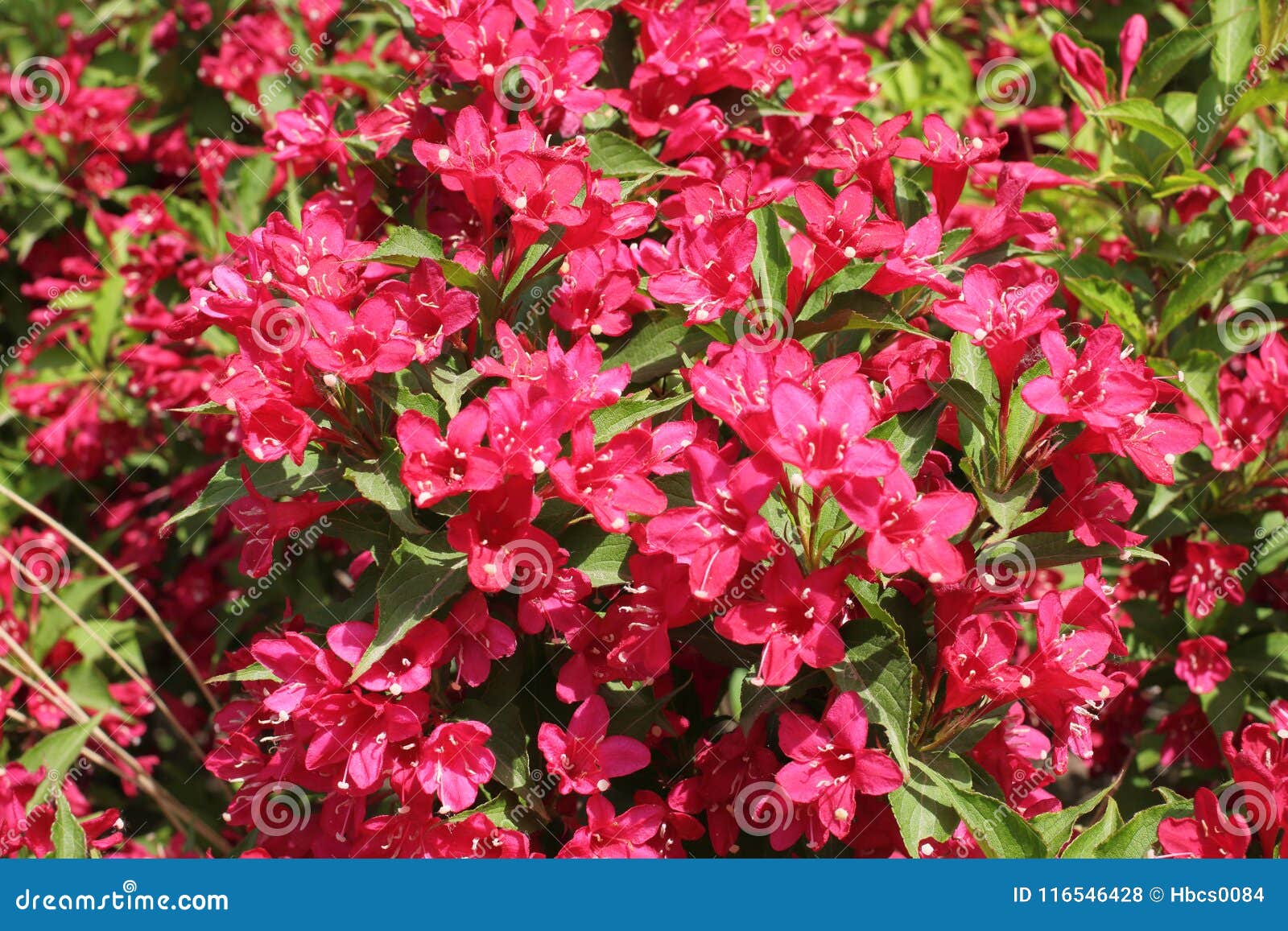 blooming oldfashioned weigela