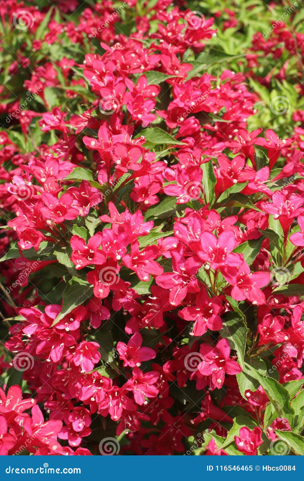 blooming oldfashioned weigela