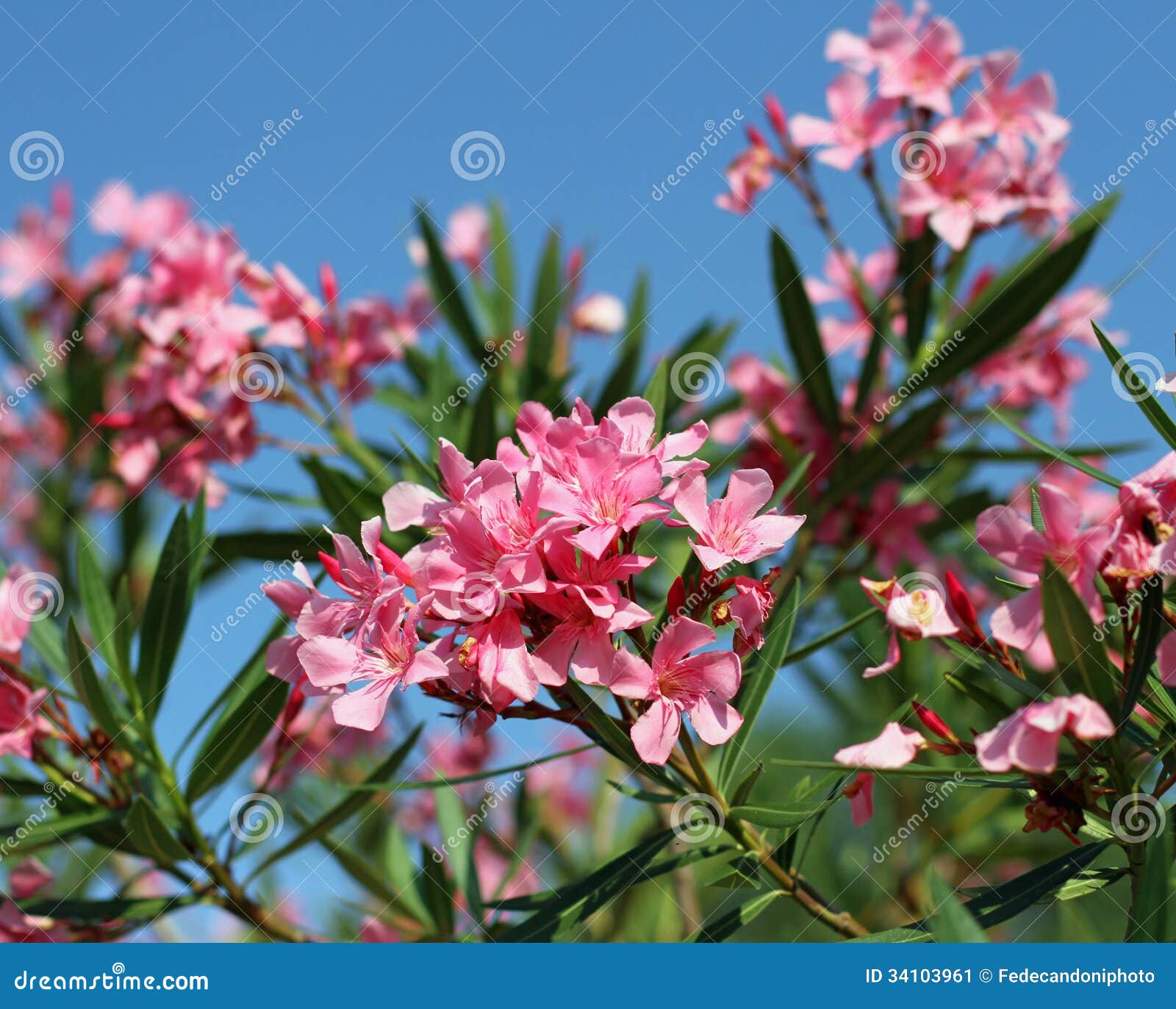 My Image 17