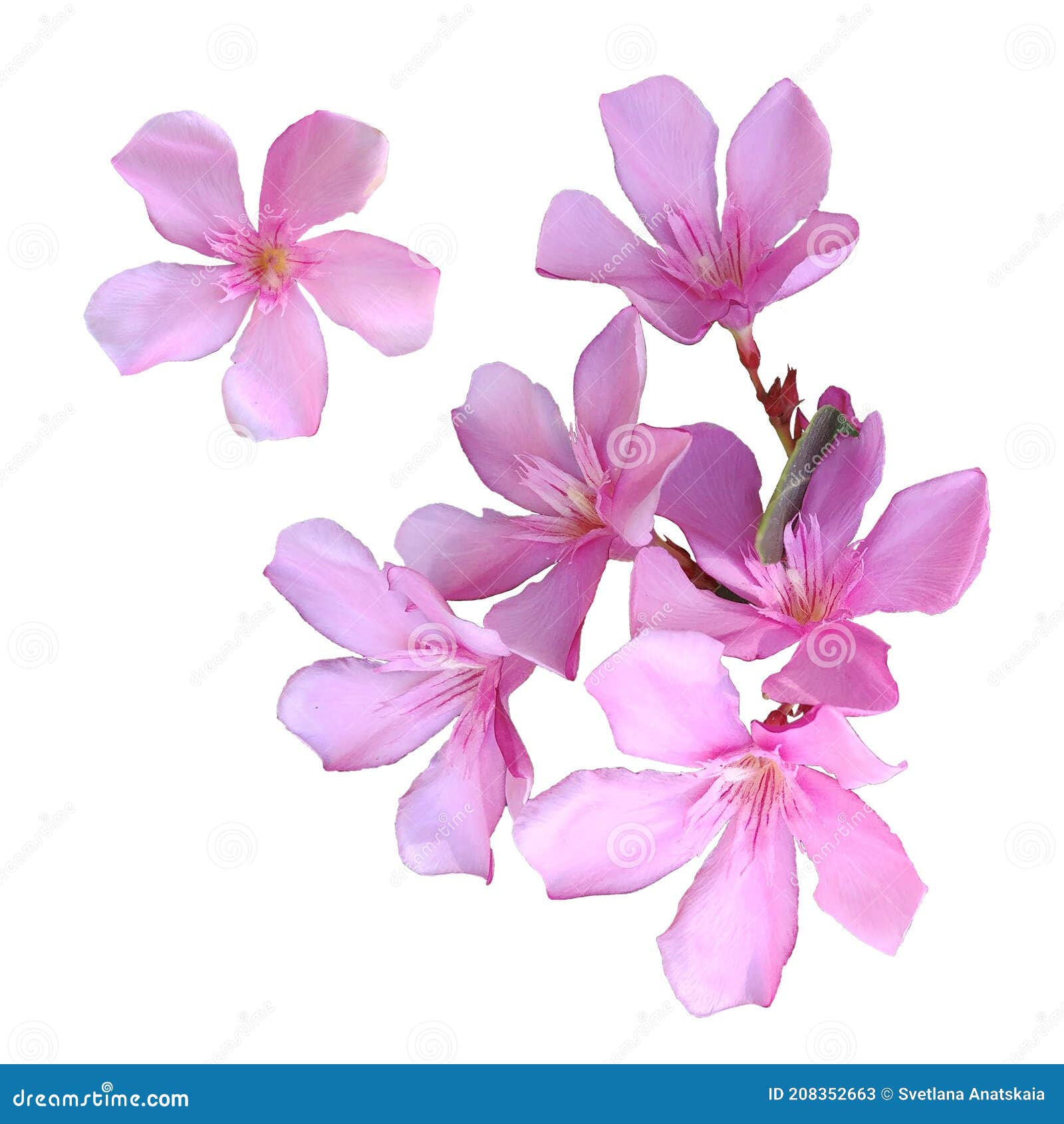 Oleander Flower on Transparent Background Stock Image - Image of branch,  freshness: 208352663