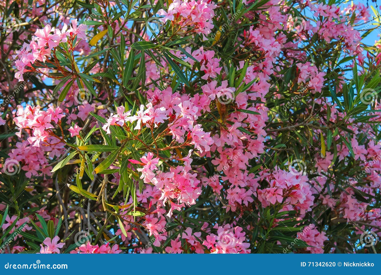 Oleander flowers stock photo. Image of decoration, color 71342620