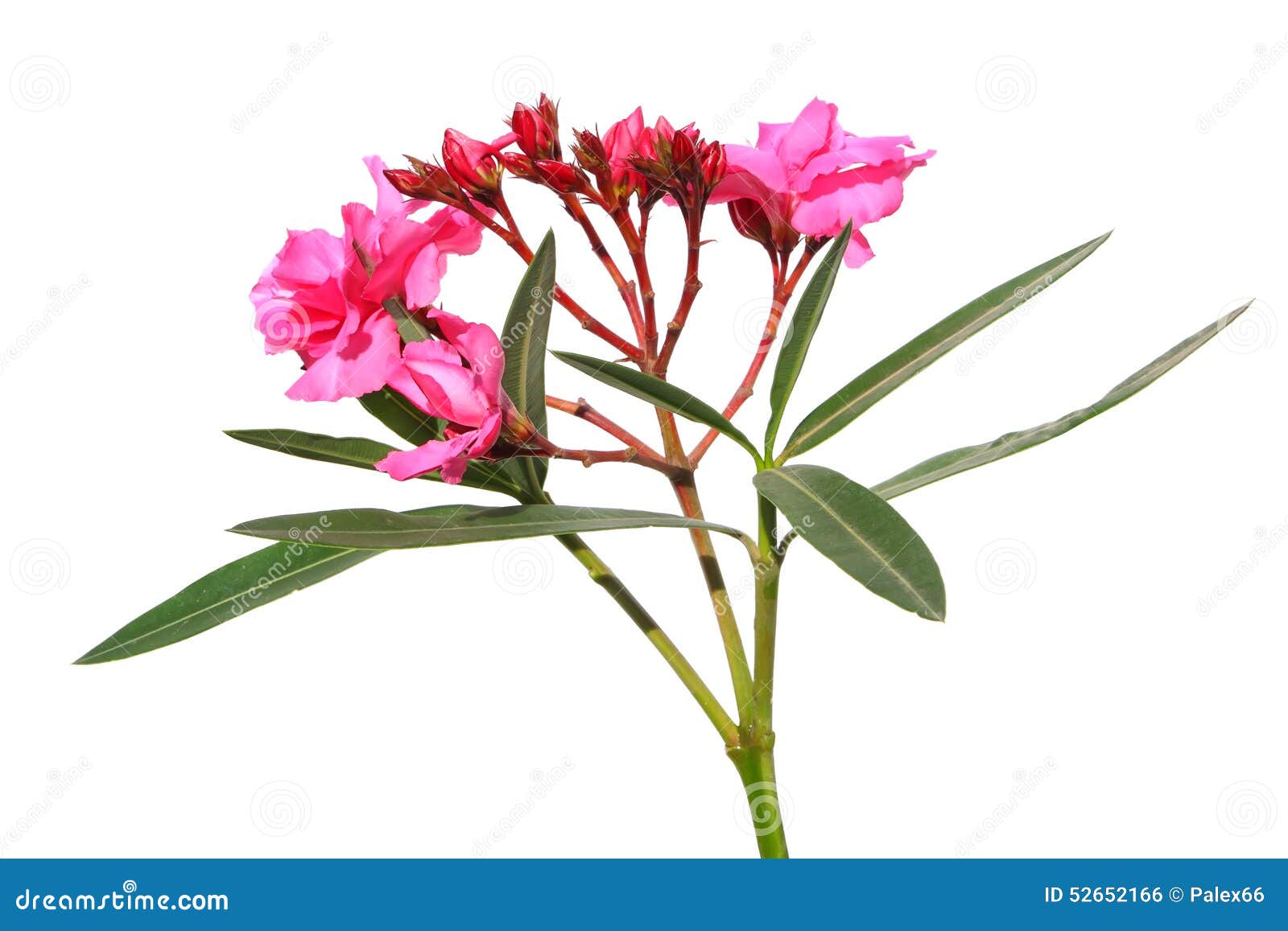 oleander