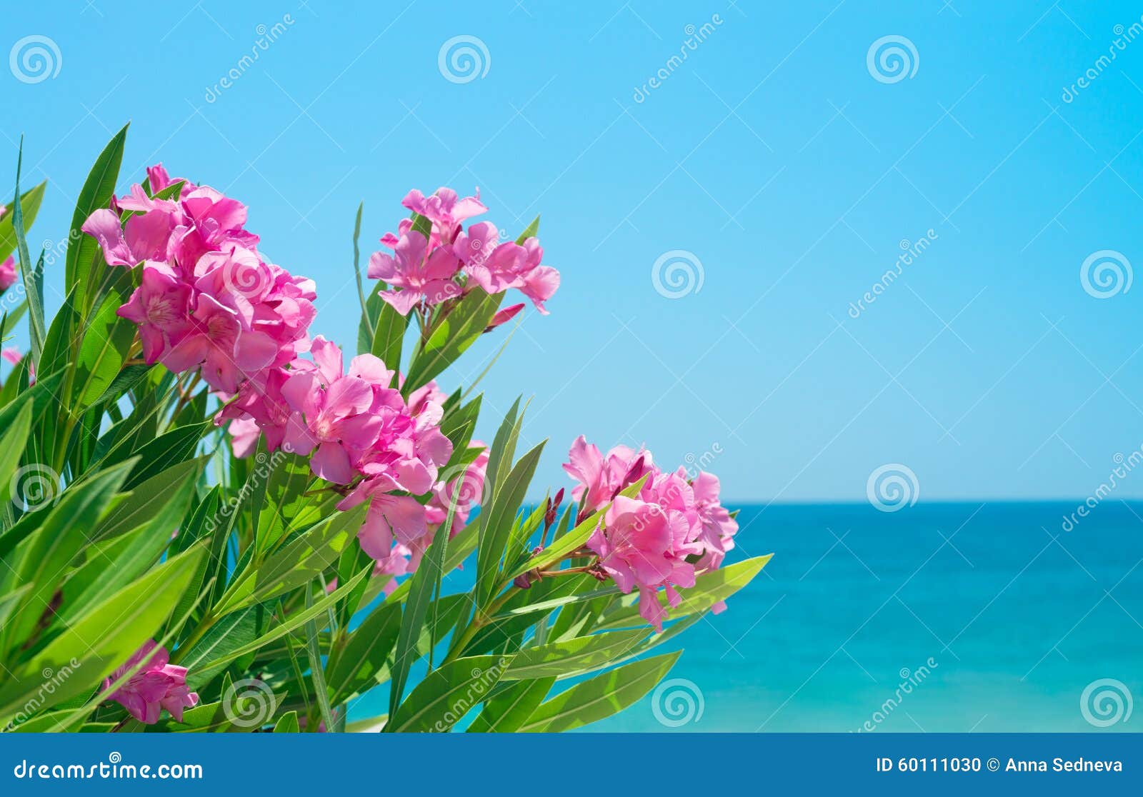 gratis Oleanderhof Flyer Oleanderhof® Sparset 16 cm apfelgrün 4 x WESTLAND® Gießanzeiger für Blumenerde 