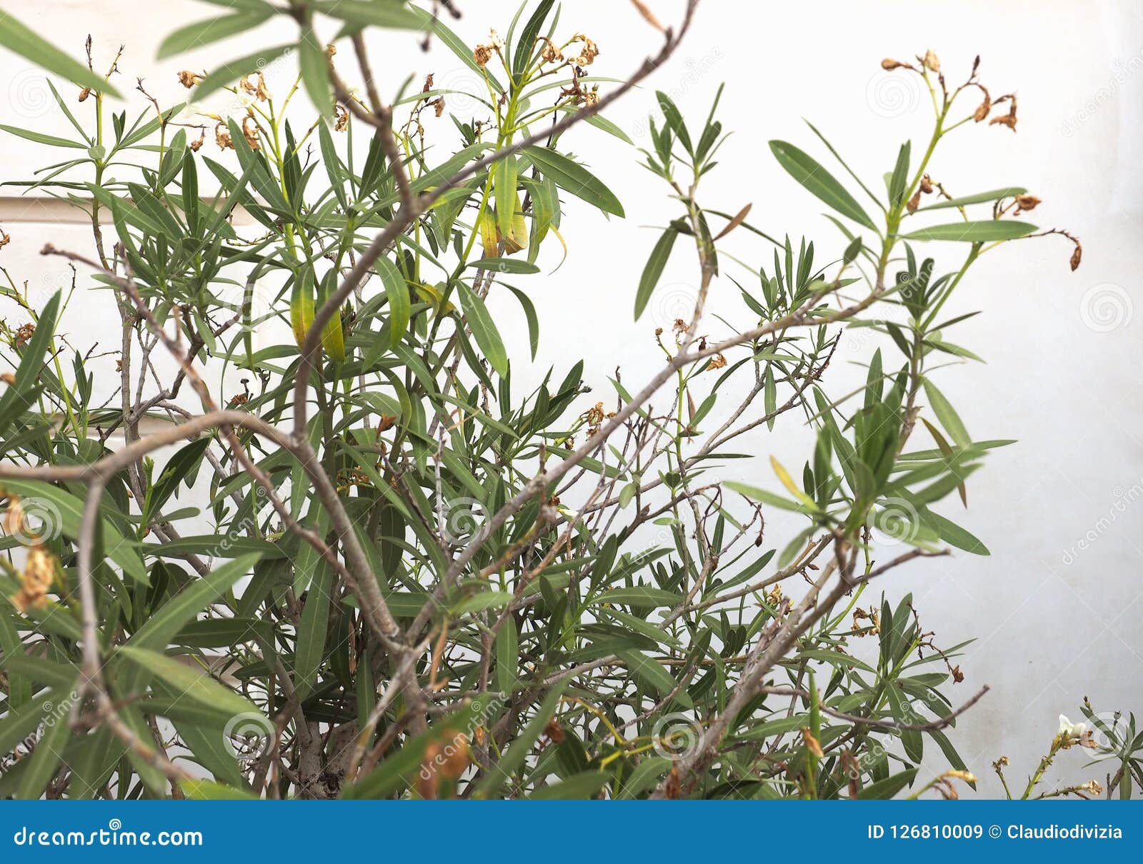 Oleander Plant without Flowers Stock Image Image of natural, plantae