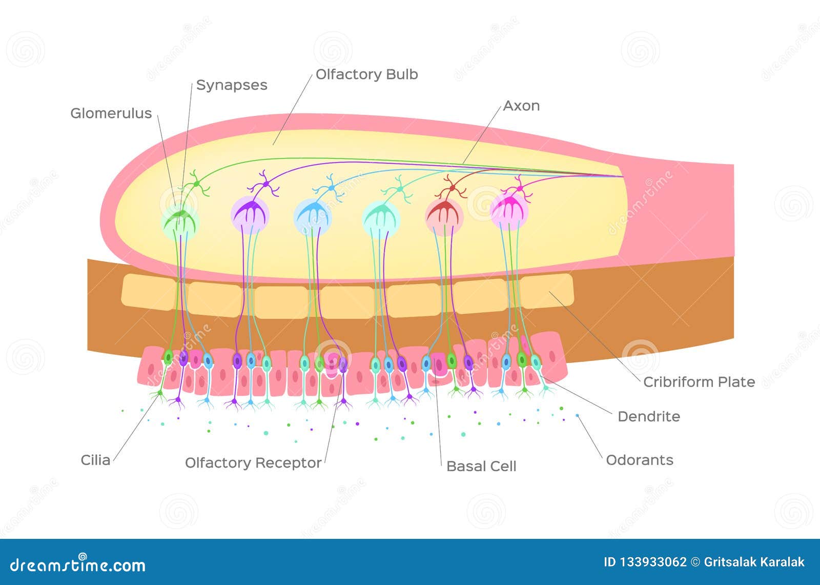 olfactory nose