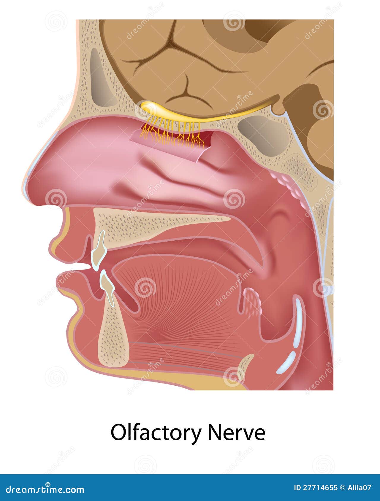 olfactory nose