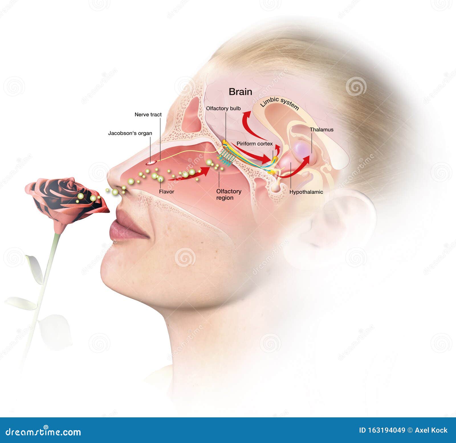 olfactory sense, labeled, medically 3d 