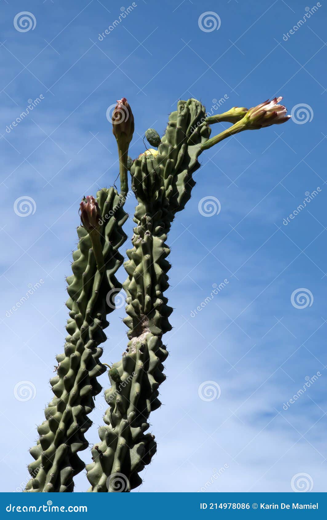 Olhando Para O Tronco Floral De Um Cacto Candelabro Contra Um Céu Azul Foto  de Stock - Imagem de espinho, cactos: 214978086