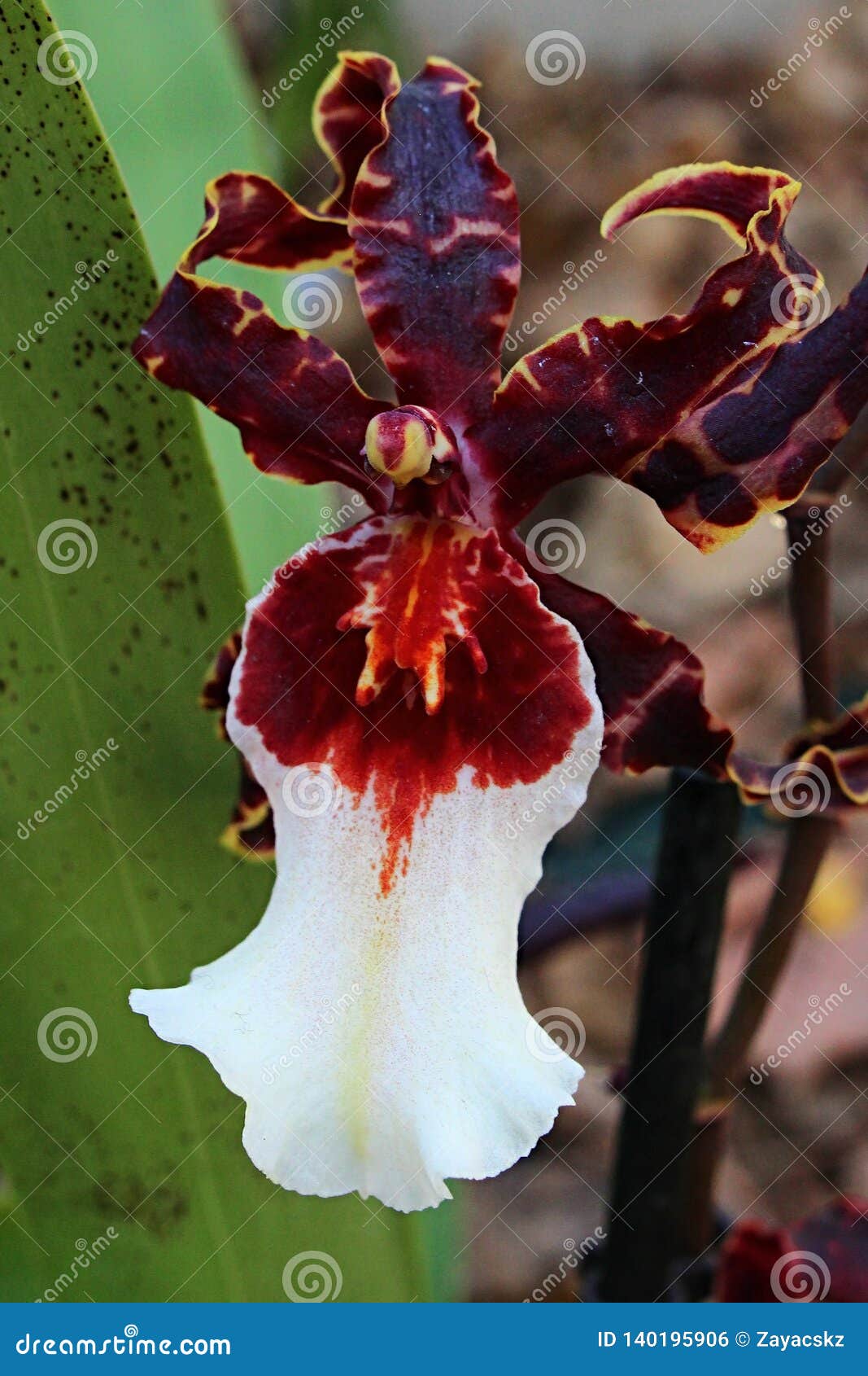 Olhar Farpado Da Flor Da Orquídea De Oncidium Com Grande Branco à Pétala  Roxa Do Bordo Foto de Stock - Imagem de decorativo, olhar: 140195906