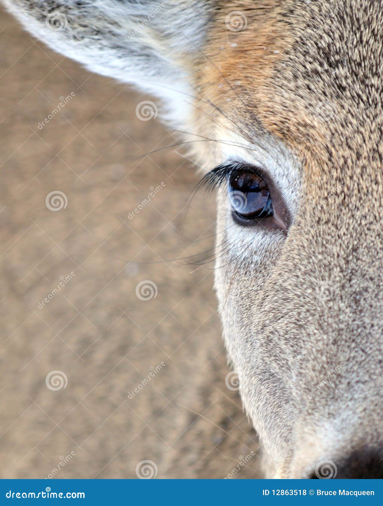 Olho da corça foto de stock. Imagem de fauna, animal - 12863518